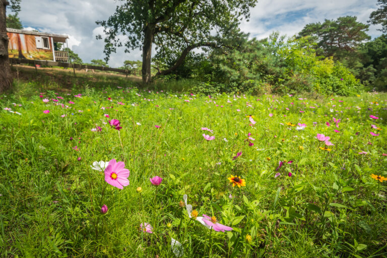 BosparkBilthoven_Sfeer_28juli2025_RonArnoldussen-13